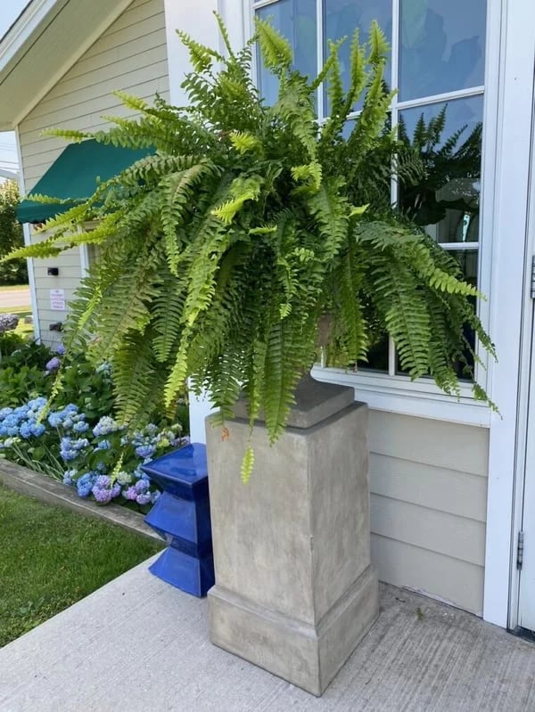 ☘️UV Resistant Lifelike Artificial Boston Fern