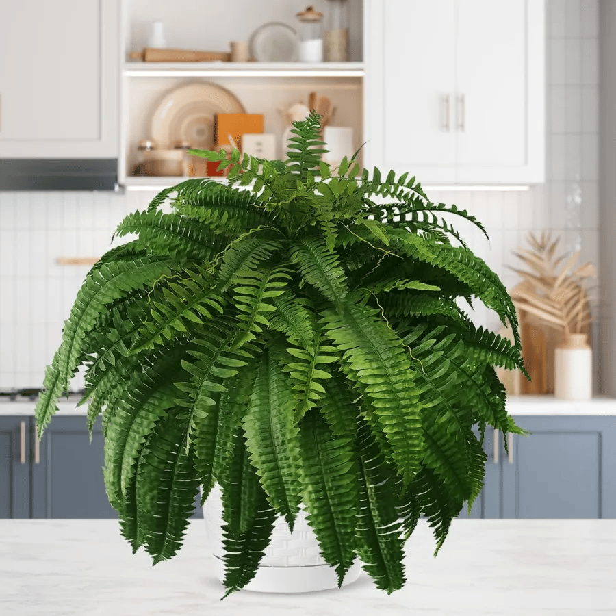 🔥2025 Mother's Day Gift🎁UV Resistant Lifelike Artificial Boston Fern☘️