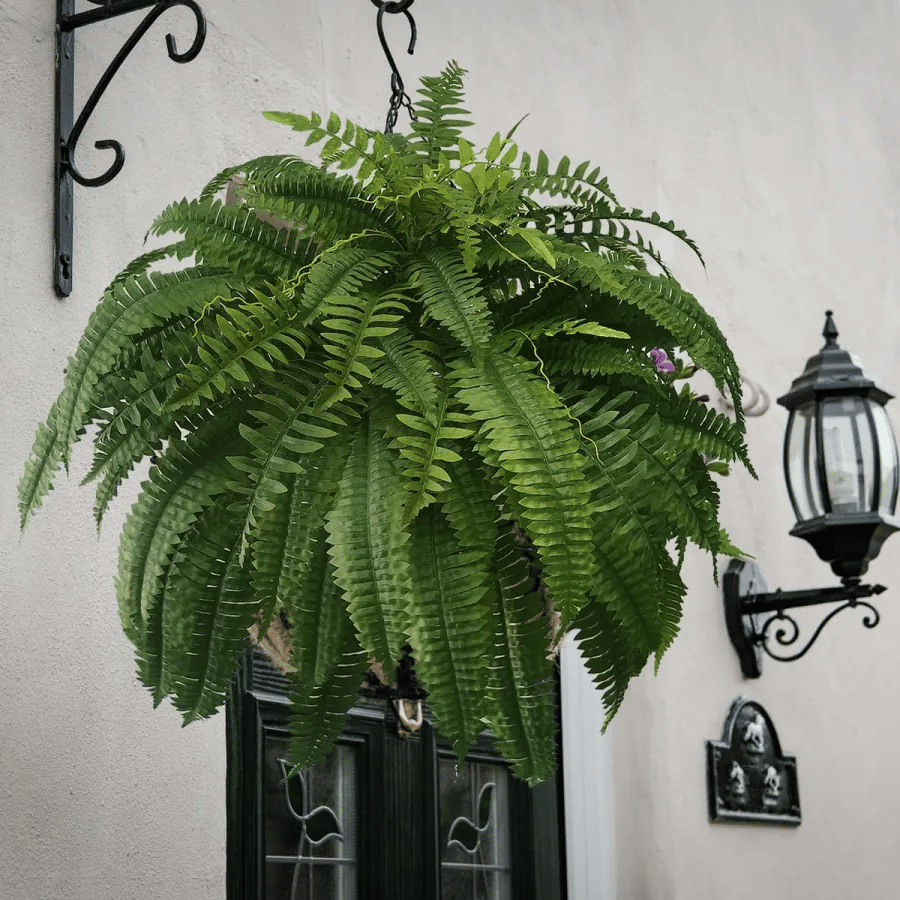 ☘️UV Resistant Lifelike Artificial Boston Fern