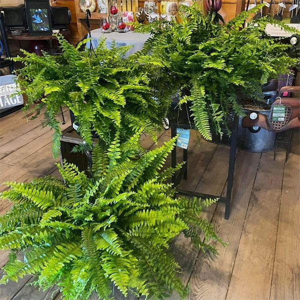 ☘️UV Resistant Lifelike Artificial Boston Fern