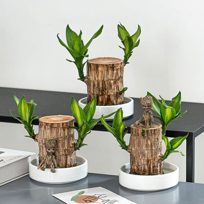 🔥2025 Best Seller🔥-Lucky Brazil Wood Potted Plant☘️